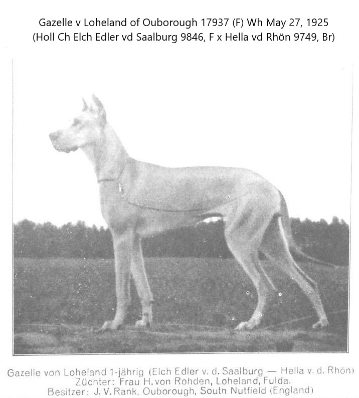 Gazelle von Loheland